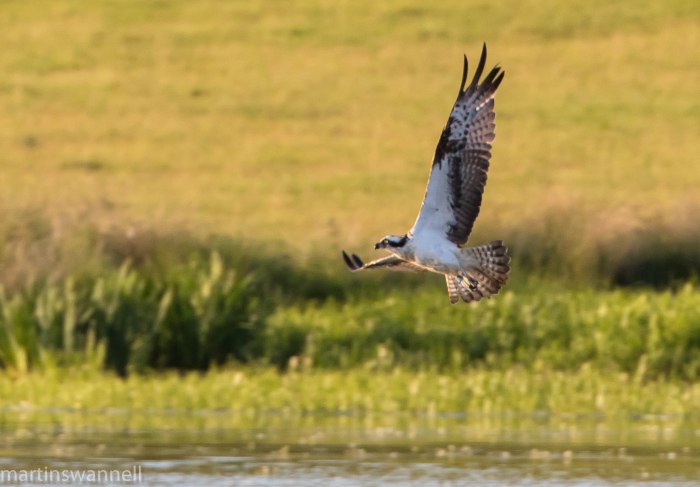 Osprey, Hollowell Res, 24th May 2016 (Martin Swannell)