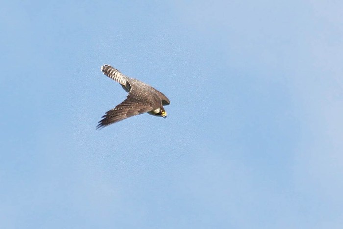Peregrine, Earls Barton GP, 26th May 2016 (Alan Coles)