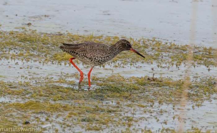 Redshank, Summer Leys LNR, 6th May 2016 (Martin Swannell)
