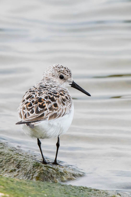 Sanderling, Pitsford Res, 22nd May 2016 (Angus Molyneux)