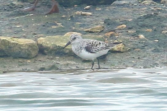 Sanderling, Stanwick GP, 12th May 2016 (Bob Bullock)