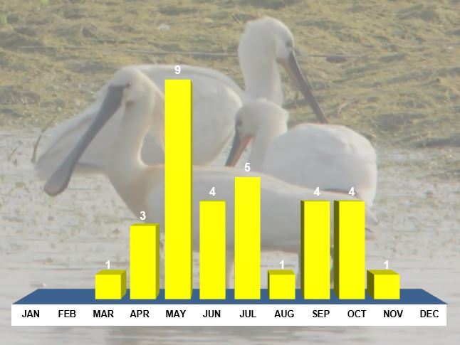 Northamptonshire Spoonbills. Monthly distribution, all records. Background image: Mike Alibone.