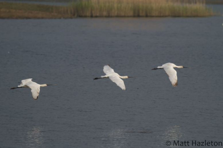 Spoonbills, Summer Leys LNR, 7th May 2016 (Matt Hazleton)