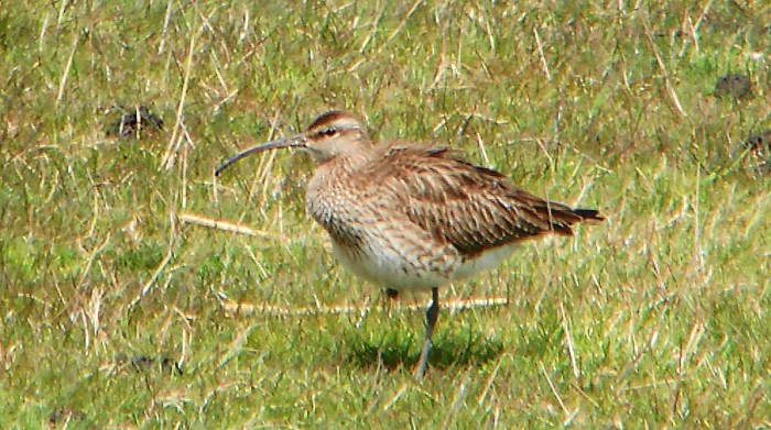 Whimbrel, Clifford Hill GP, 28th April 2016 (Mike Alibone)