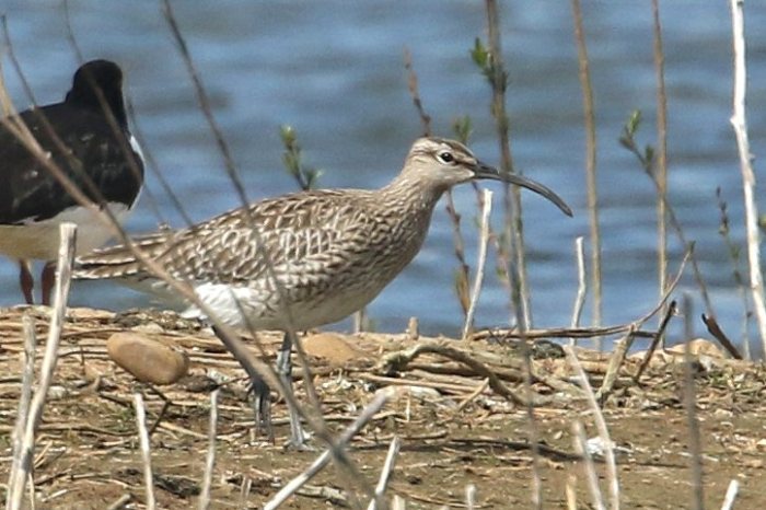 Whimbrel, Earls Barton GP, 23rd April 2016 (Bob Bullock)