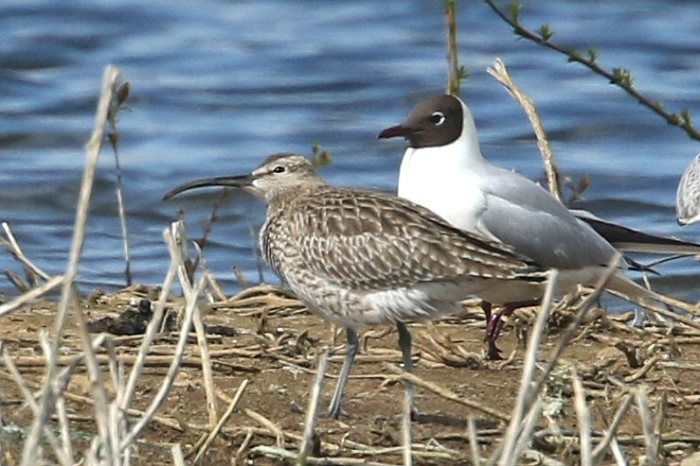 Whimbrel, Earls Barton GP, 23rd April 2016 (Bob Bullock)