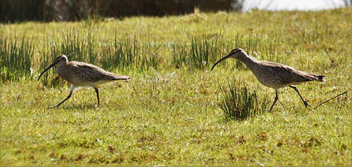 Whimbrel, Summer Leys LNR, 24th April 2016 (Alan Coles)