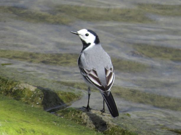 White Wagtail, Pitsford Res, 3rd May 2016 (Alan Francis)