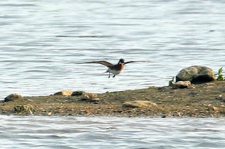 Female Red-necked Phalarope, Stanwick GP, 4th June 2016 (Bob Bullock)