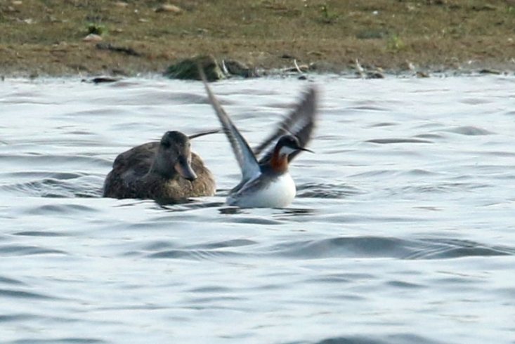 Female Red-necked Phalarope, Stanwick GP, 4th June 2016 (Bob Bullock)