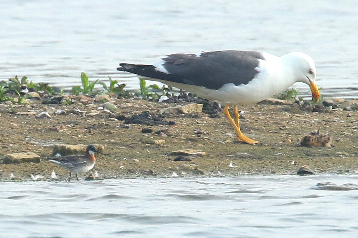 Female Red-necked Phalarope, Stanwick GP, 4th June 2016 (Bob Bullock)