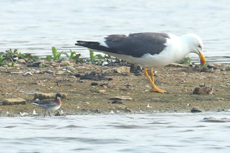 Female Red-necked Phalarope, Stanwick GP, 4th June 2016 (Bob Bullock)