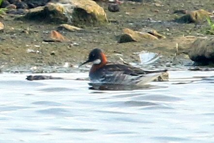 Red-necked Phalarope, Stanwick GP, 4th June 2016 (Bob Bullock)