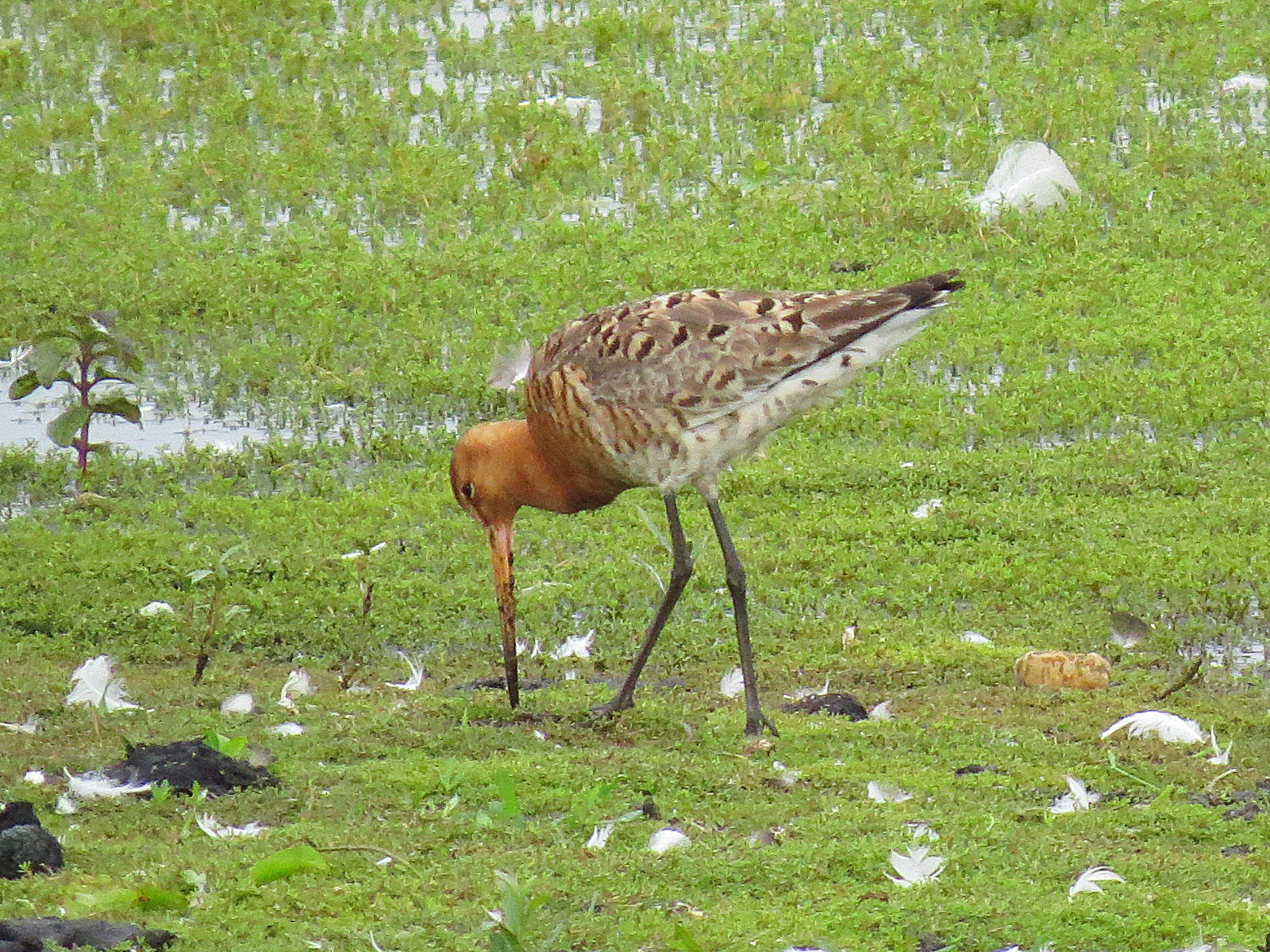 Female Icelandic Black-tailed Godwit, Summer Leys LNR, 24th June 2016 (Adrian Borley)