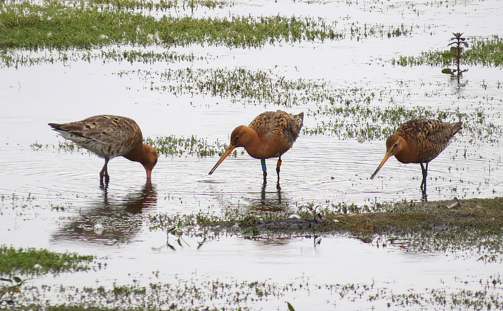 Female and two male Icelandic Black-tailed Godwits, Summer Leys LNR, 24th June 2016 (Adrian Borley)