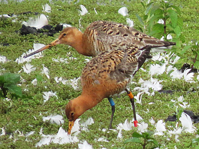 Icelandic Black-tailed Godwits, Summer Leys LNR, 24th June 2016 (Adrian Borley)
