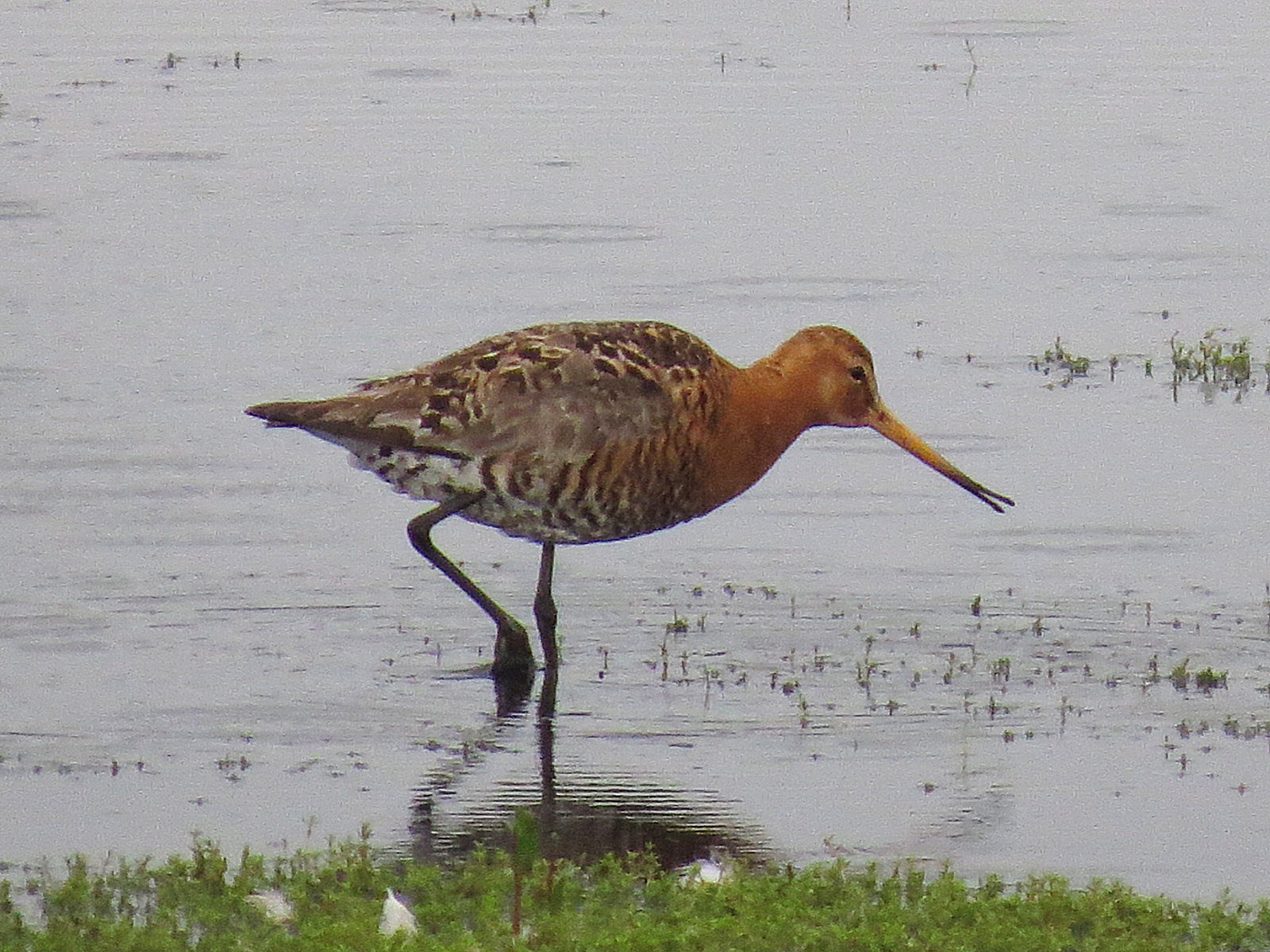 Male Icelandic Black-tailed Godwit, Summer Leys LNR, 24th June 2016 (Adrian Borley)