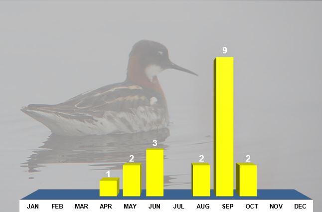 Red-necked Phalaropes, Northamptonshire, all records. Background image, female Red-necked Phalarope, Norway, June 2015 (Mike Alibone)