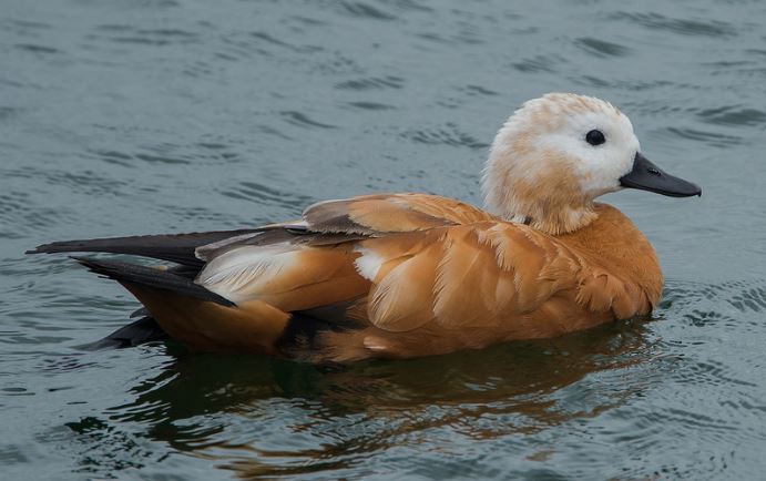 Ruddy Shelduck, Pitsford Res, 22nd June 2016 (John Nicholls)