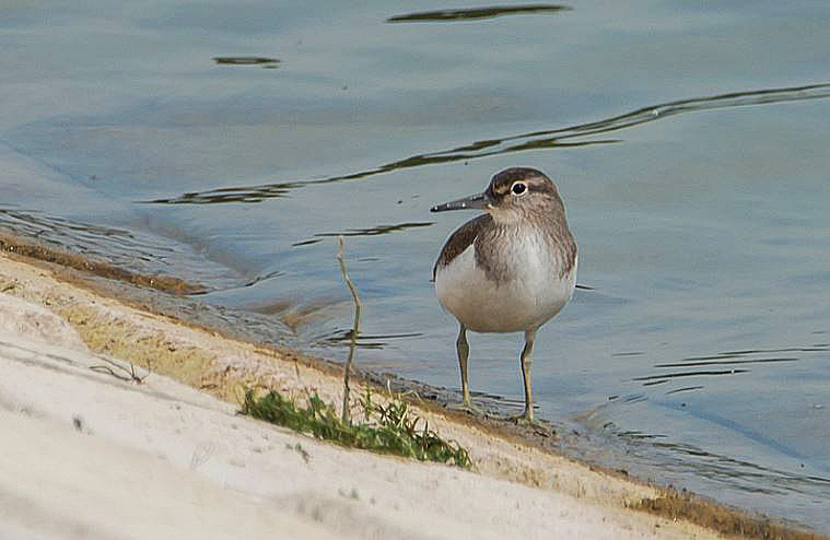 Common Sandpiper, Pitsford Res, 20th July 2016 (John Nicholls)