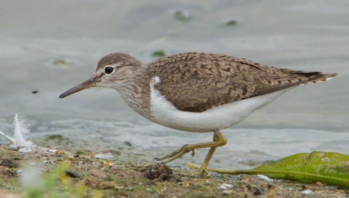 Common Sandpiper, Sywell CP, 25th July 2016 (John Nicholls)