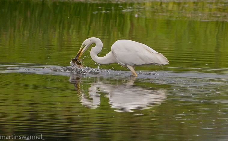 Great White Egret, Summer Leys LNR, 22nd July 2016 (Martin Swannell)