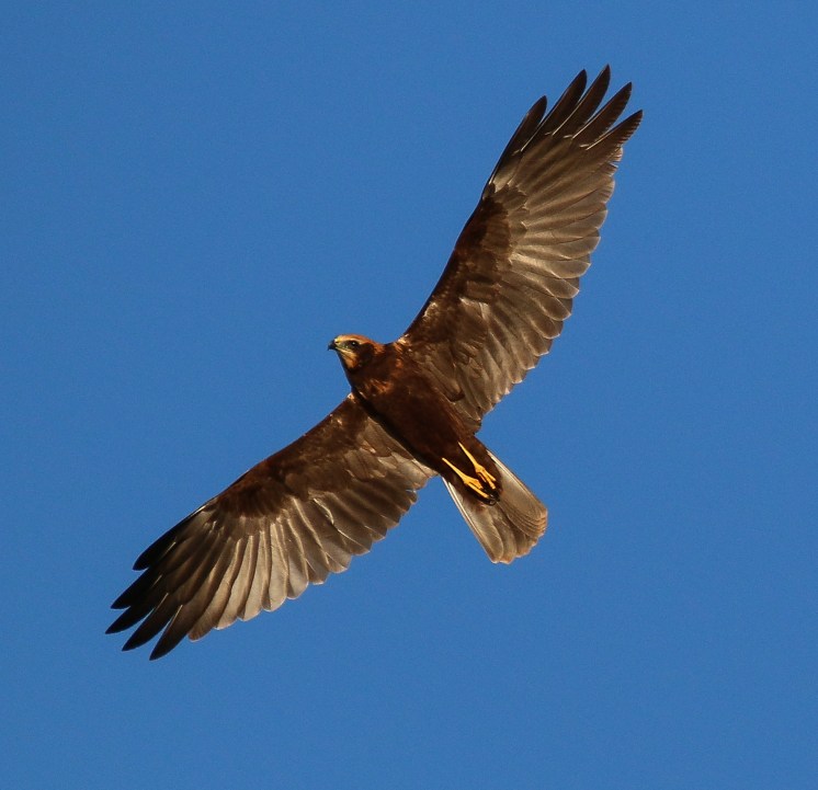 Juvenile Marsh Harrier, Summer Leys LNR, 17th July 2016 (Ricky Sinfield)