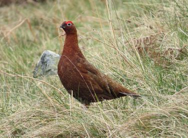 Red Grouse, Hawsen Burn, Cheviot Hills, Northumberland, 21st April 2014 (MPF/Wikimedia Commons)