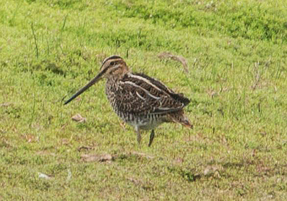 Common Snipe, Summer Leys LNR, 1st August 2016 (John Nicholls)