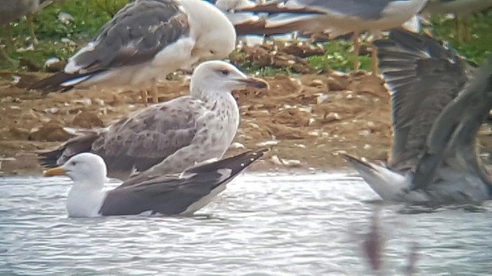 First-summer Caspian Gull, Stanwick GP, 11th August 2016 (Steve Fisher)