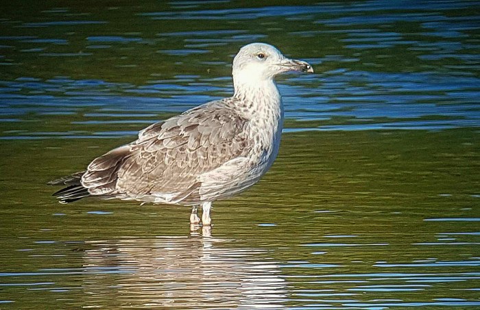 First-summer Caspian Gull, Stanwick GP, 26th August 2016 (Steve Fisher)