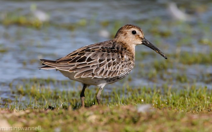 Juvenile Dunlin, Hollowell Res, 15th August 2016 (Martin Swannell)