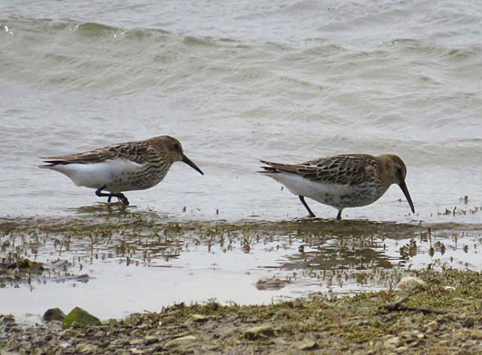 Juvenile Dunlins, Pitsford Res, 8th August 2016 (Alan Francis)