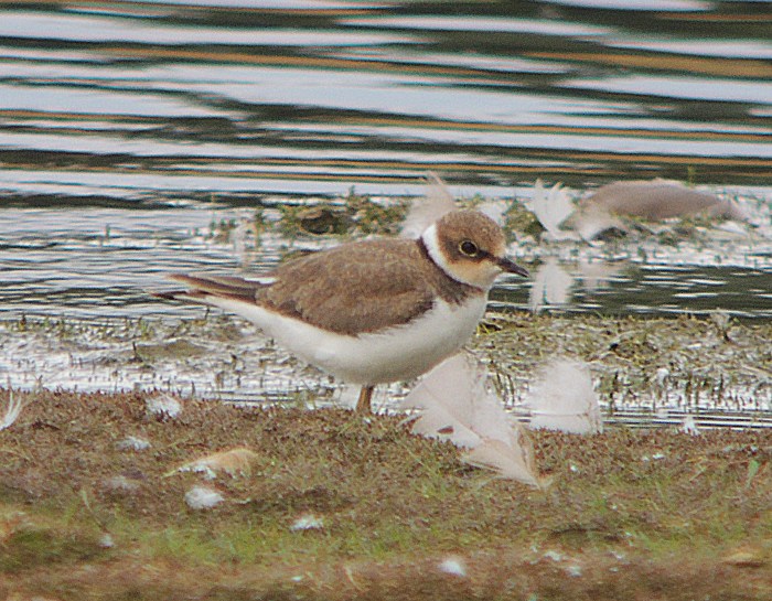 Juvenile Little Ringed Plover, Hollowell Res, 5th August 2016 (Mike Alibone)