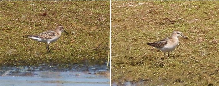 Juvenile Little Stint, Summer Leys LNR, 12th August 2016 (Ricky Sinfield)