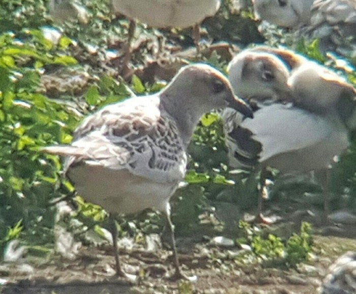 Juvenile Mediterranean Gull, Stanwick GP, 3rd August 2016 (Steve Fisher)