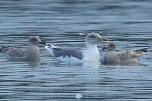 Putative adult Azorean Gull, Stanwick GP, 25th August 2016 (Bob Bullock)