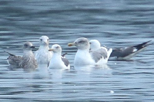 Putative adult Azorean Gull, Stanwick GP, 25th August 2016 (Bob Bullock)