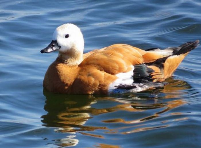 Ruddy Shelduck, Pitsford Res, 15th August 2016 (Alan Francis)