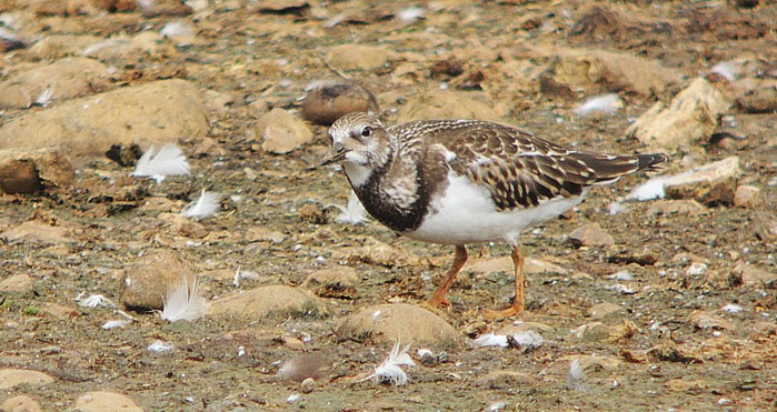 Juvenile Turnstone, Stanwick GP, 21st August 2016 (Mike Alibone)
