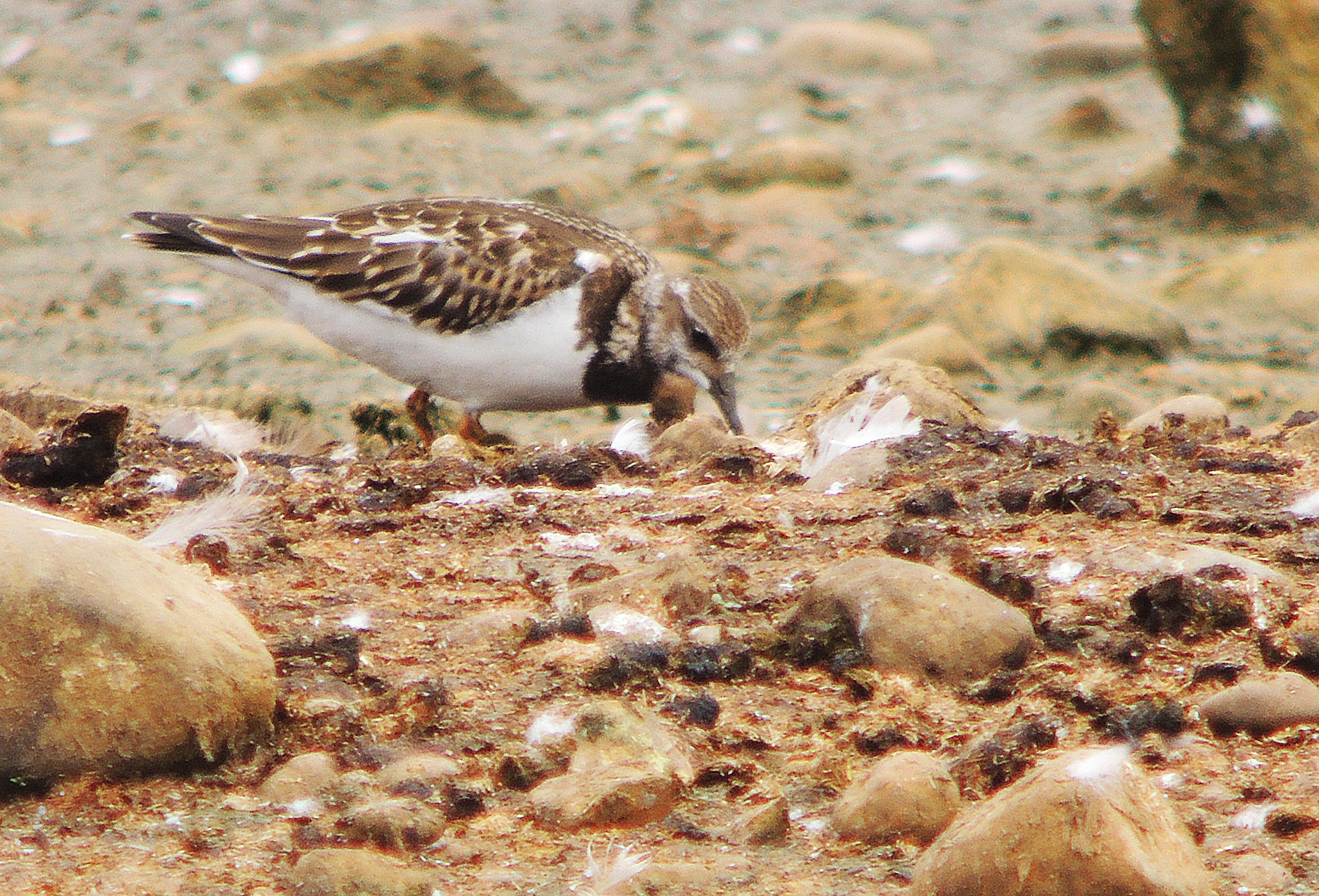 Turnstone 2 - Copy (2)