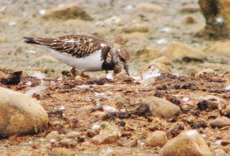 Turnstone 2 - Copy (2)