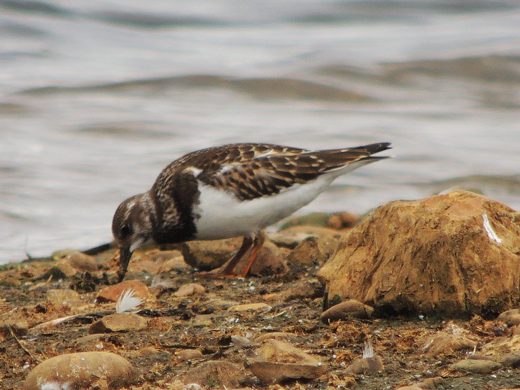 Turnstone 3 - Copy