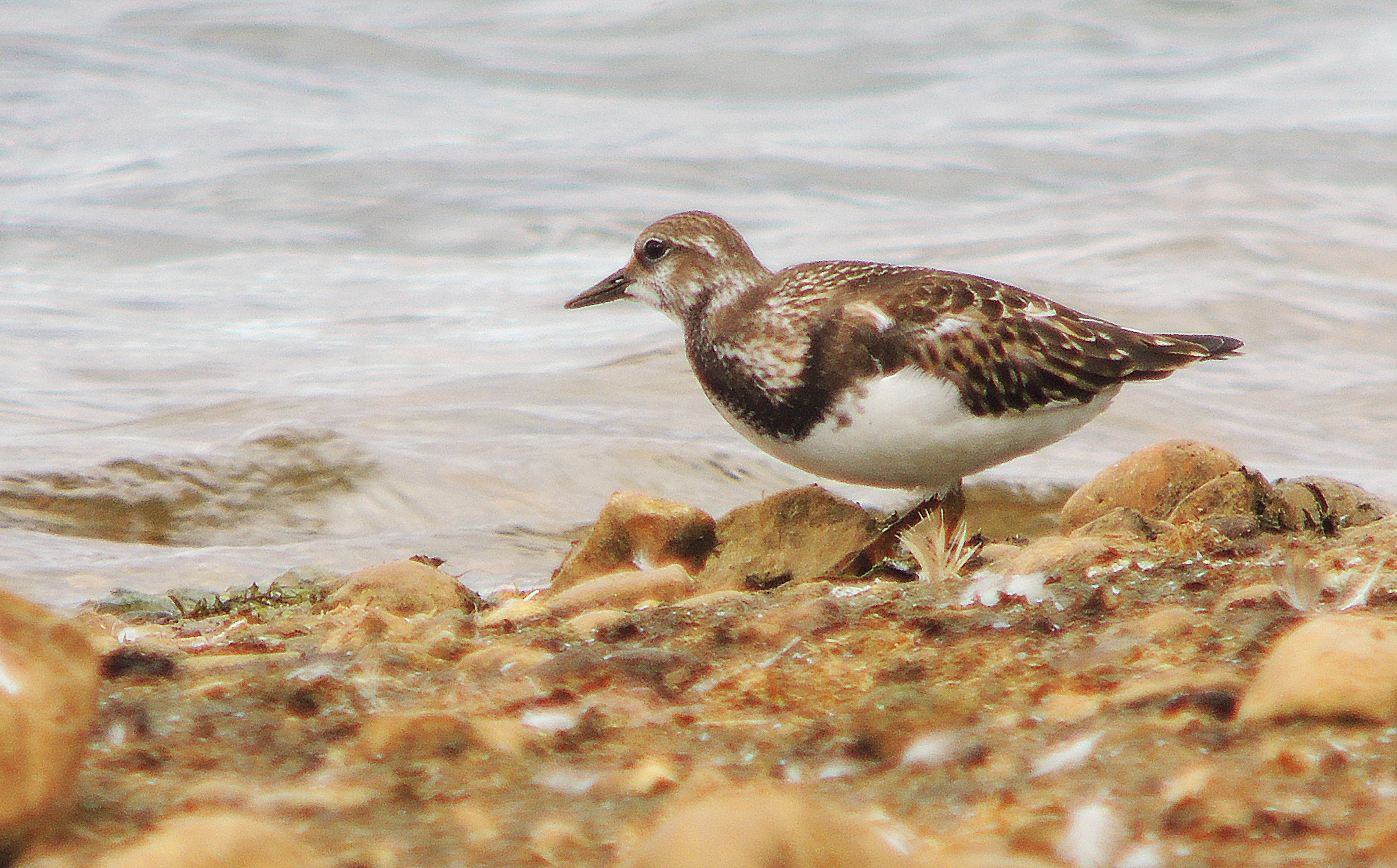 Turnstone 4