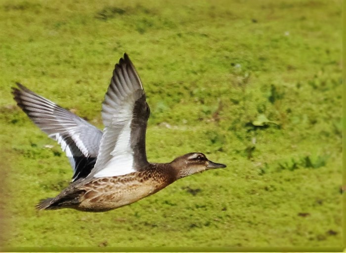 Juvenile drake Garganey, Summer Leys LNR, 1st September 2016 (Alan Coles)
