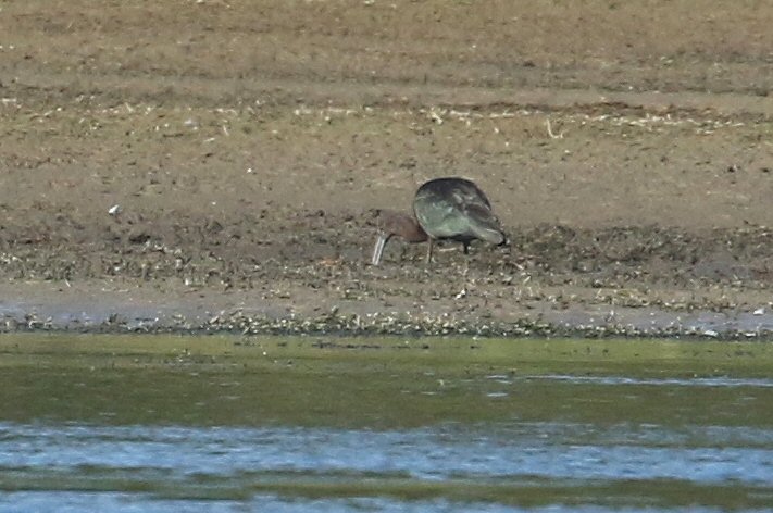 Adult Glossy Ibis, Daventry CP, 28th September 2016 (Bob Bullock)