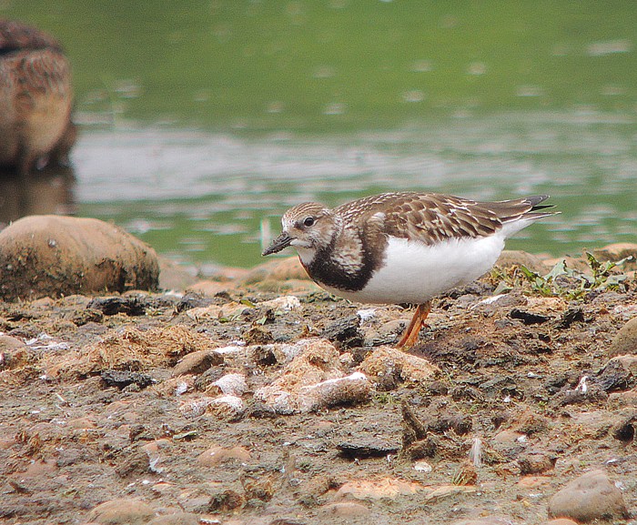 Juvenile Turnstone, Stanwick GP, 29th August 2016 (Mike Alibone)