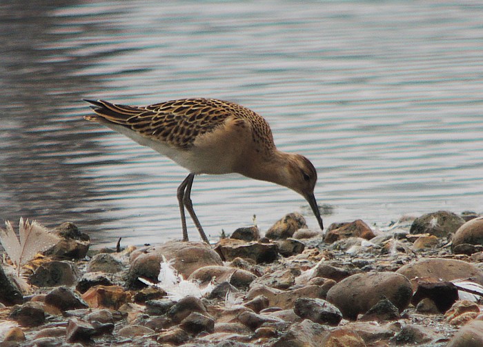 Juvenile Ruff, Stanwick GP, 29th August 2016 (Mike Alibone)