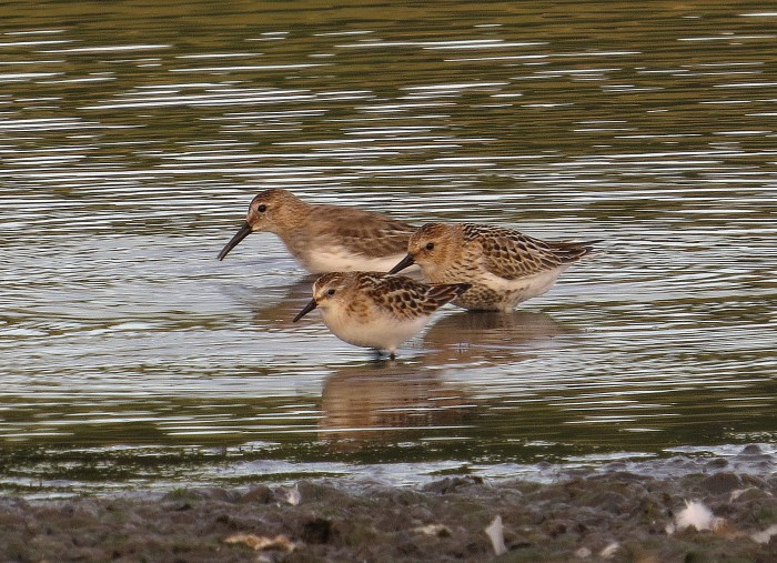 Juvenile Little Stint with Dunlin, Hollowell Res, 1st September 2016 (Cathy Ryden)