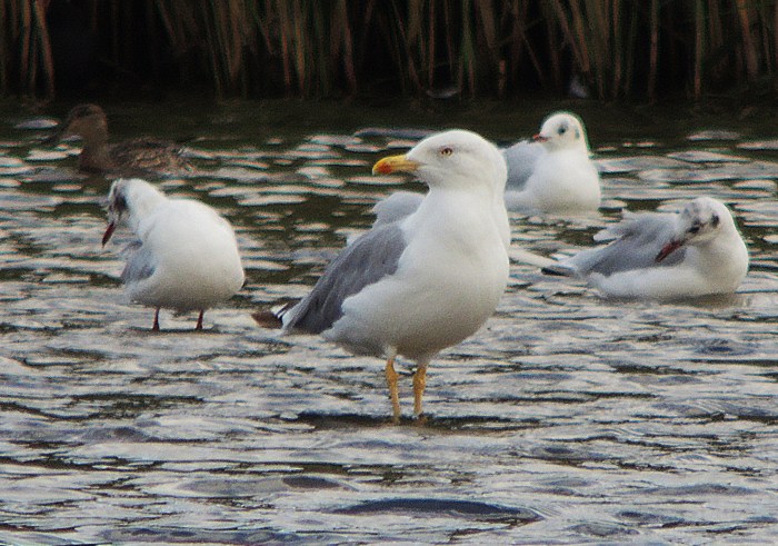 Adult Yellow-legged Gull, Stanwick GP, 28th August 2016 (Mike Alibone)